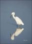Snowy-Egret;Egret;Egretta-thula;one-animal;close-up;color-image;nobody;photograp
